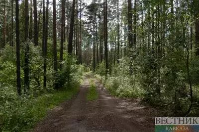 Незаконную вырубку леса почти на 60 млн рублей раскрыли в Ингушетии